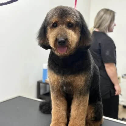 Bernedoodle grooming result